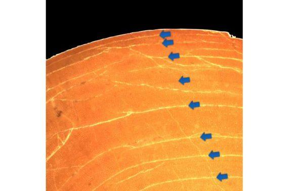 Evolution of dinosaur body size through different developmental mechanisms