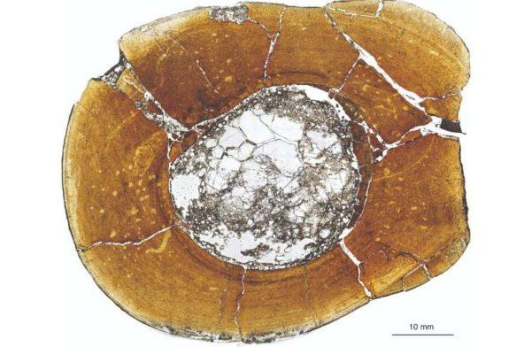 Evolution of dinosaur body size through different developmental mechanisms