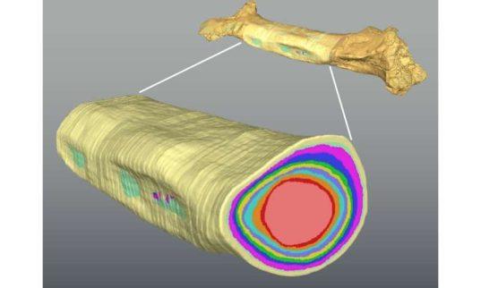 Evolution of dinosaur body size through different developmental mechanisms