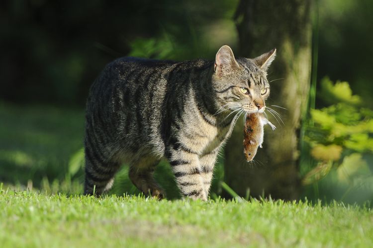 Kucing memangsa tikus sebagai bentuk predasi