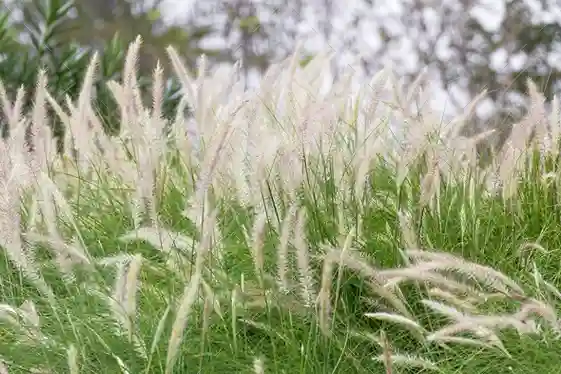 Rumput Teki mengeluarkan senyawa alelokimia yang dapat menghambat pertumbuhan tumbuhan lain