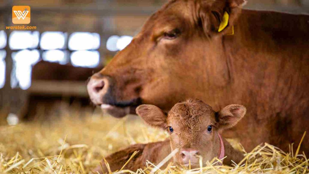 peternakan pertanian