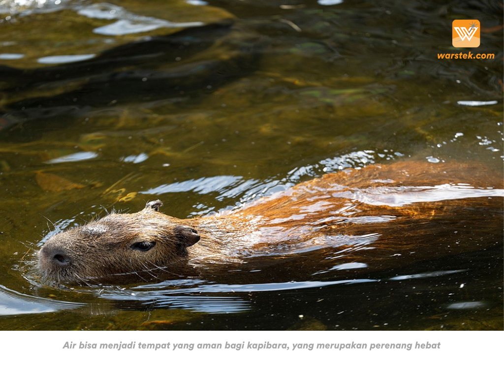 Air bisa menjadi tempat yang aman bagi kapibara, yang merupakan perenang hebat