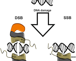 Mekanisme DNA Repair System pada sel manusia