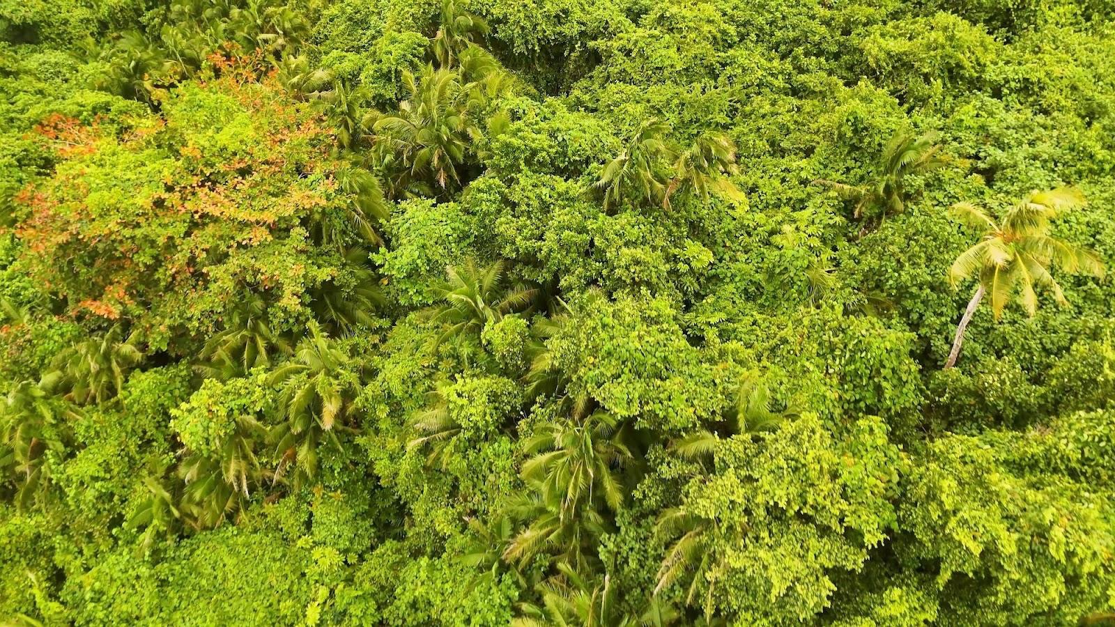 Valuasi Jasa Ekosistem Hutan: Ketika Nilai Tak Terlihat Diabaikan dalam Kebijakan